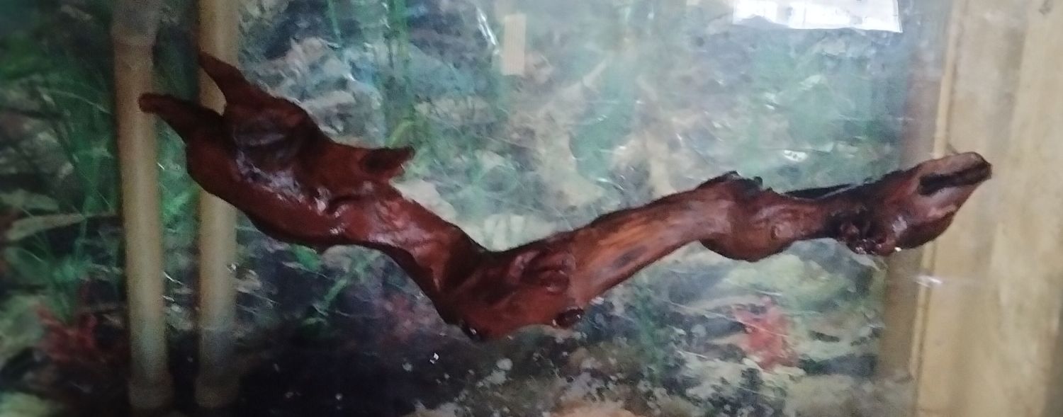 Large ledge 10-12 inches long