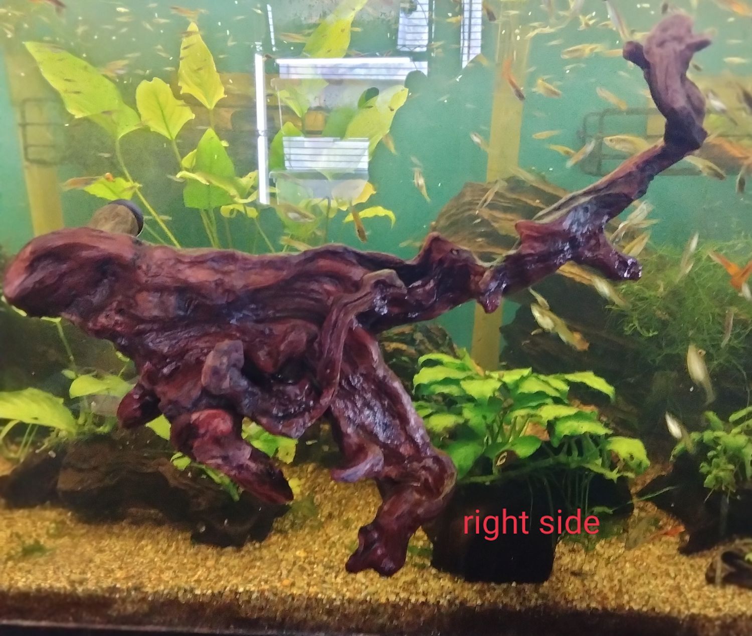 Large ledge 10-12 inches long