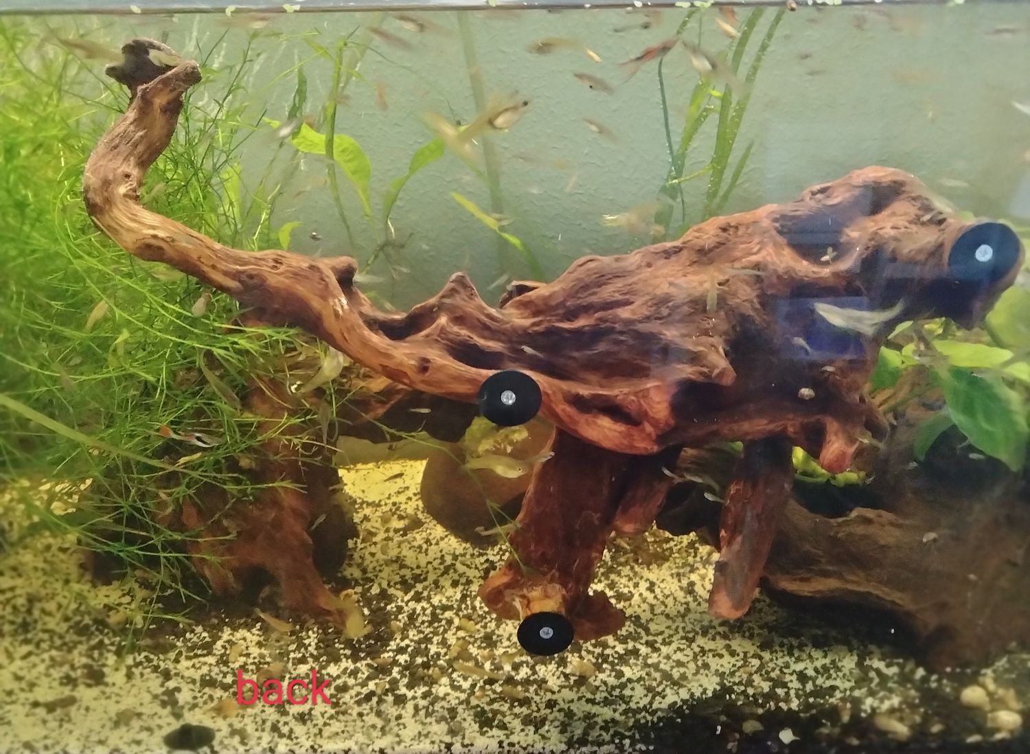 Large ledge 10-12 inches long