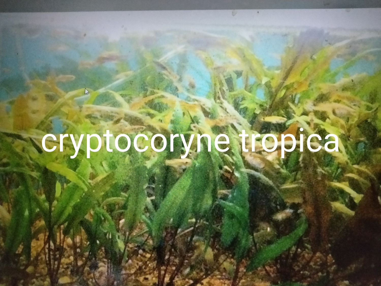 Cryptocorne tropica