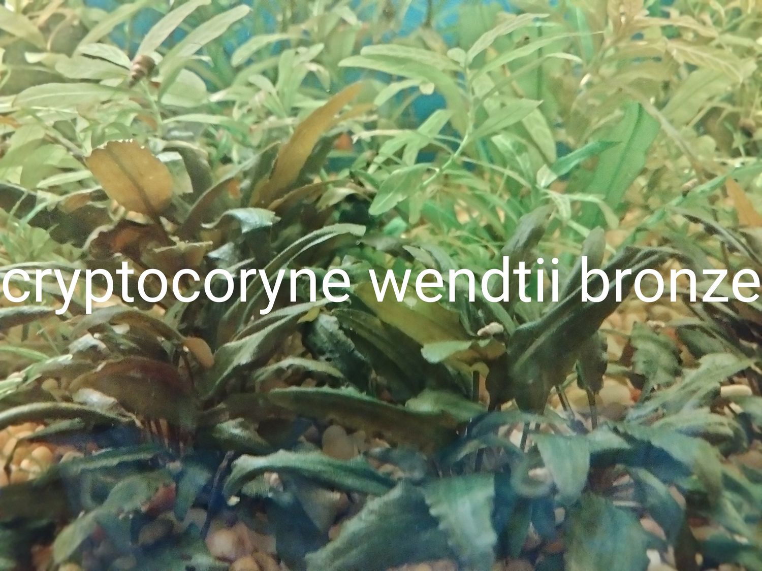 Cryptocorne wendtii brown