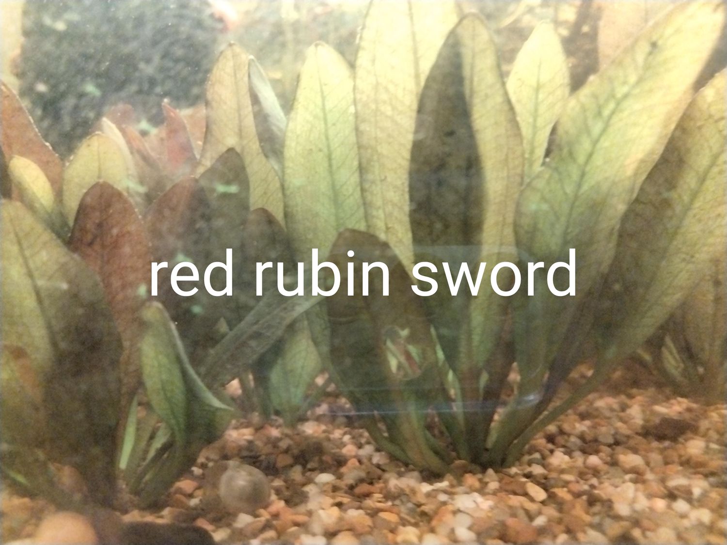 Red Rubin sword