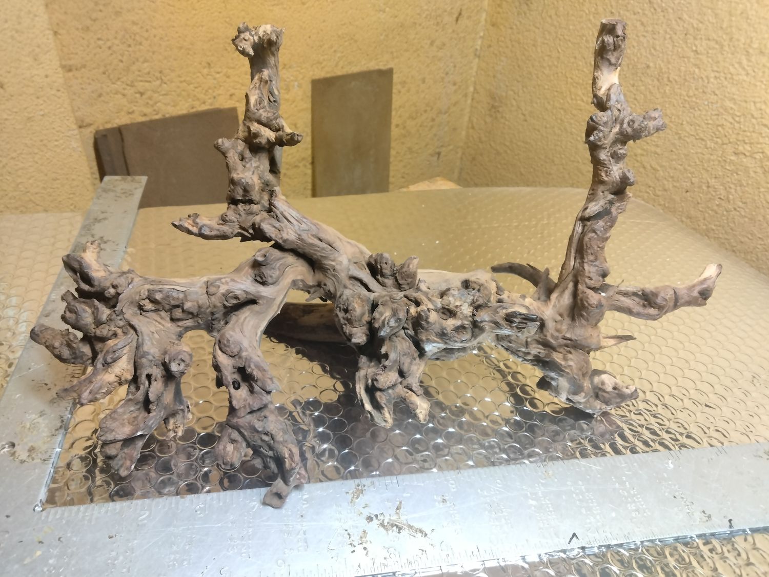 Large coralwood driftwood