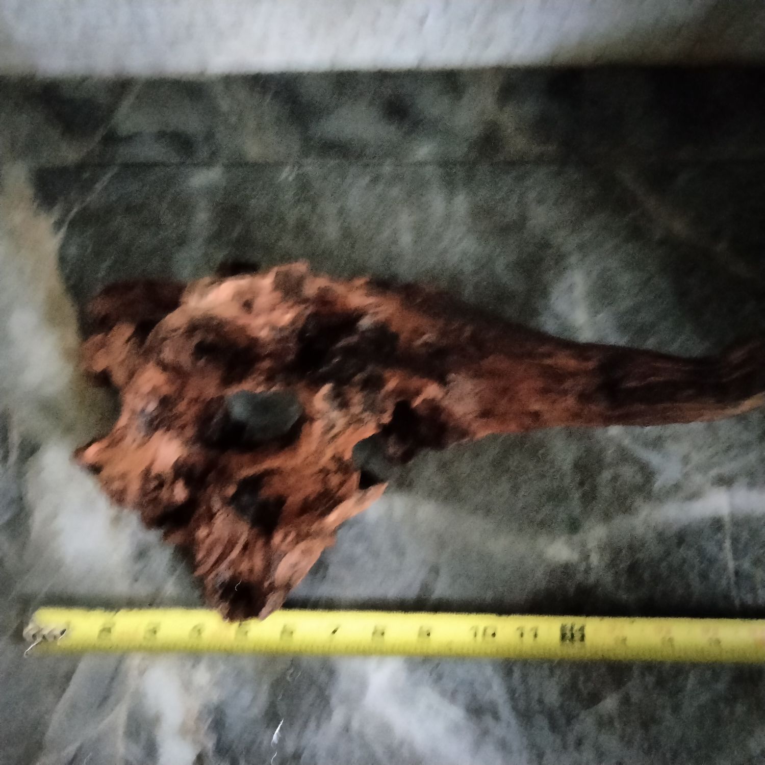 Large ironwood fish hide