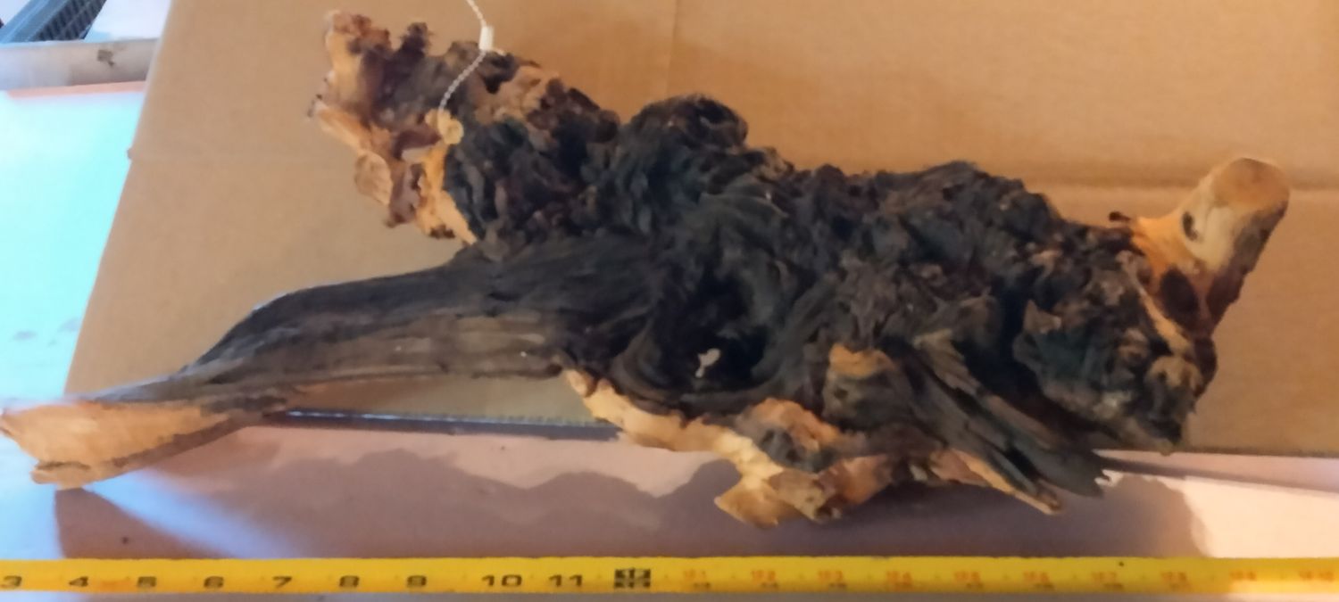 Large mopani 12 inches + bulky pieces