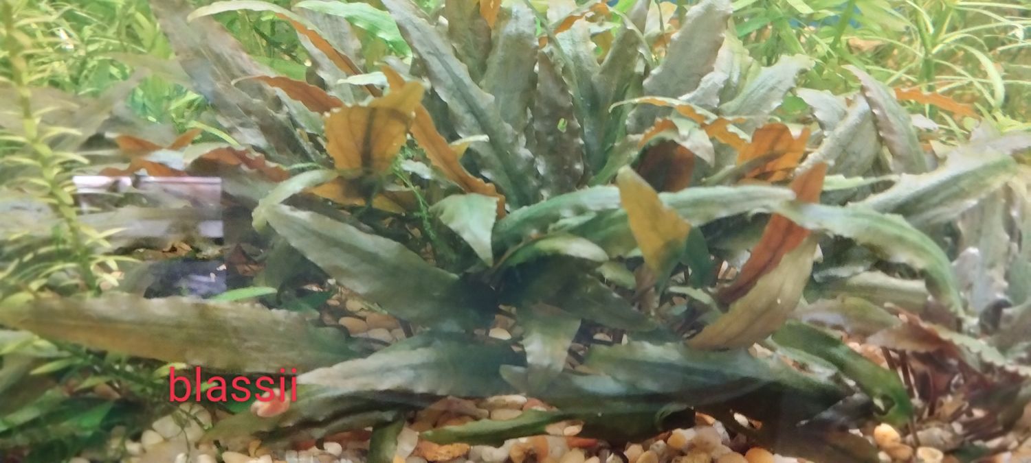 Cryptocorne jalapeno