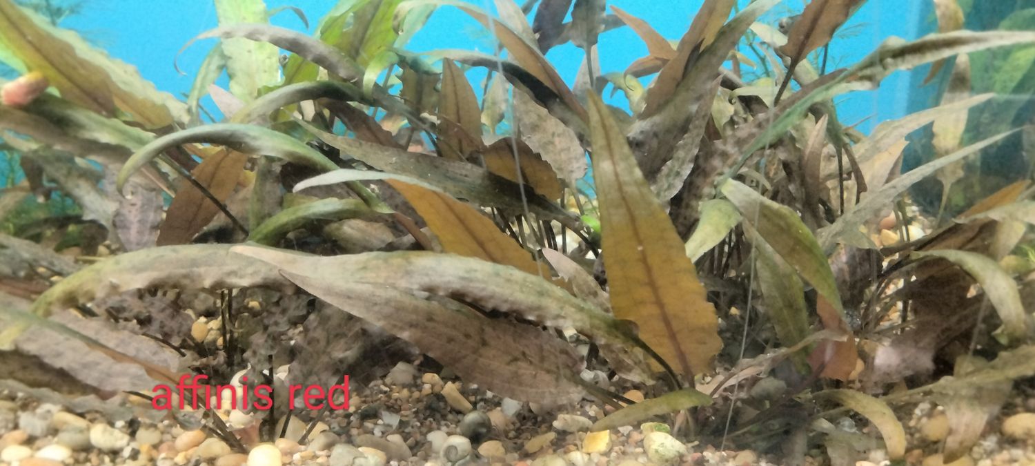 Cryptocorne undalata red