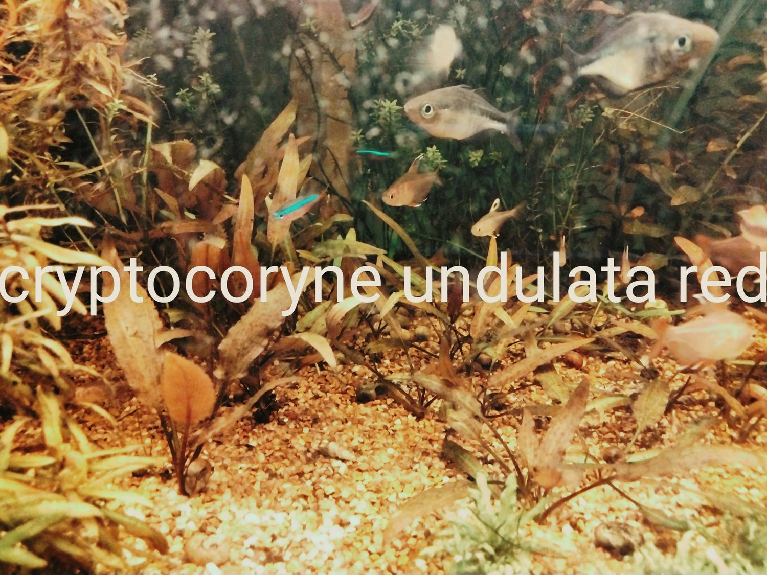 Cryptocorne undalata red