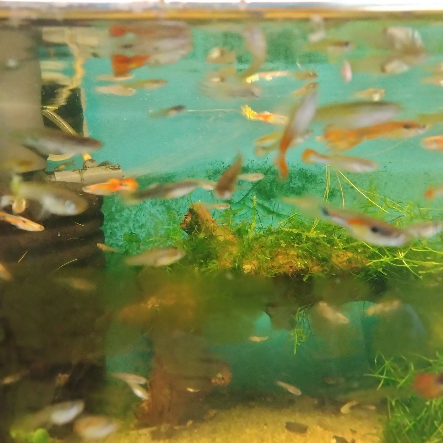 Assortment male endler hybrid guppies  10 pk