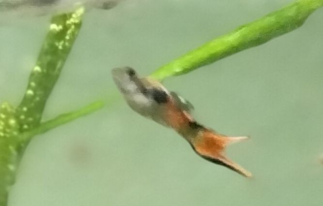 Assortment male endler hybrid guppies  10 pk