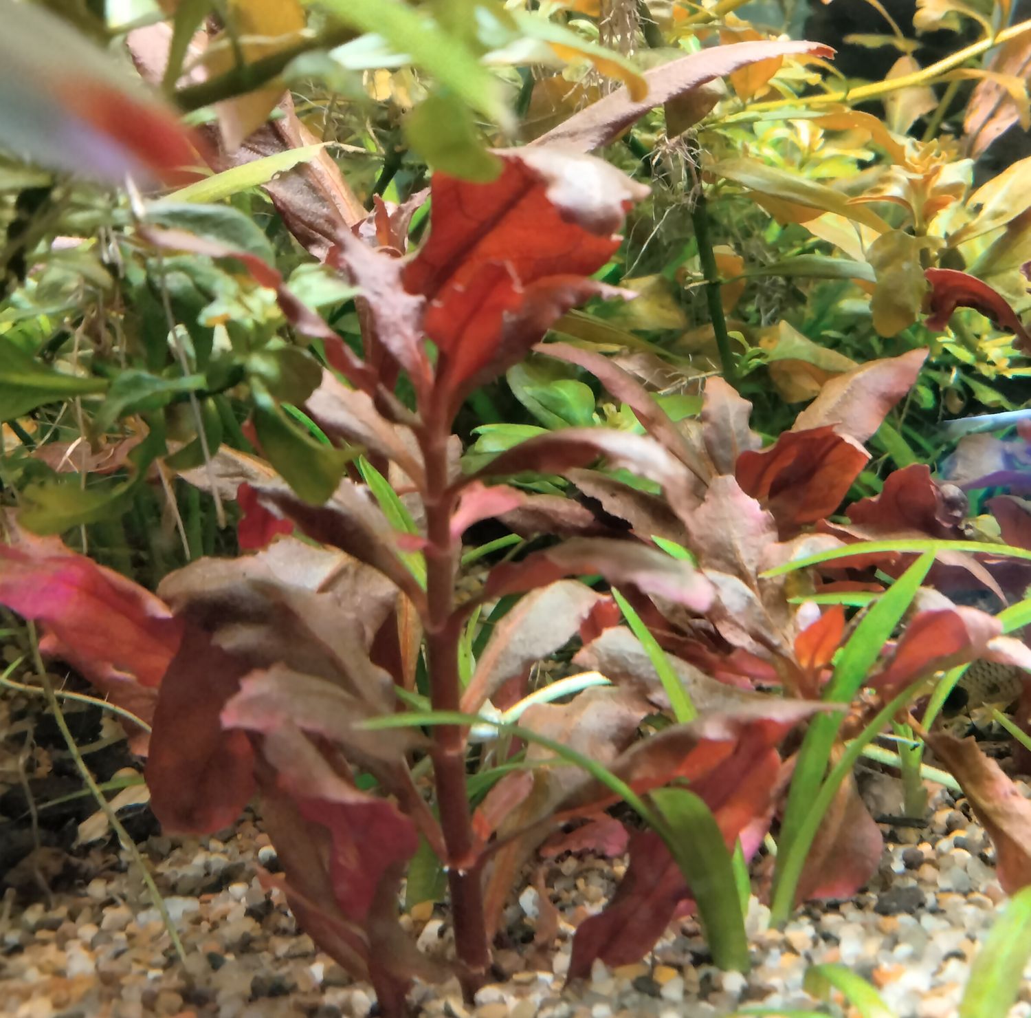Ludwigia triple red
