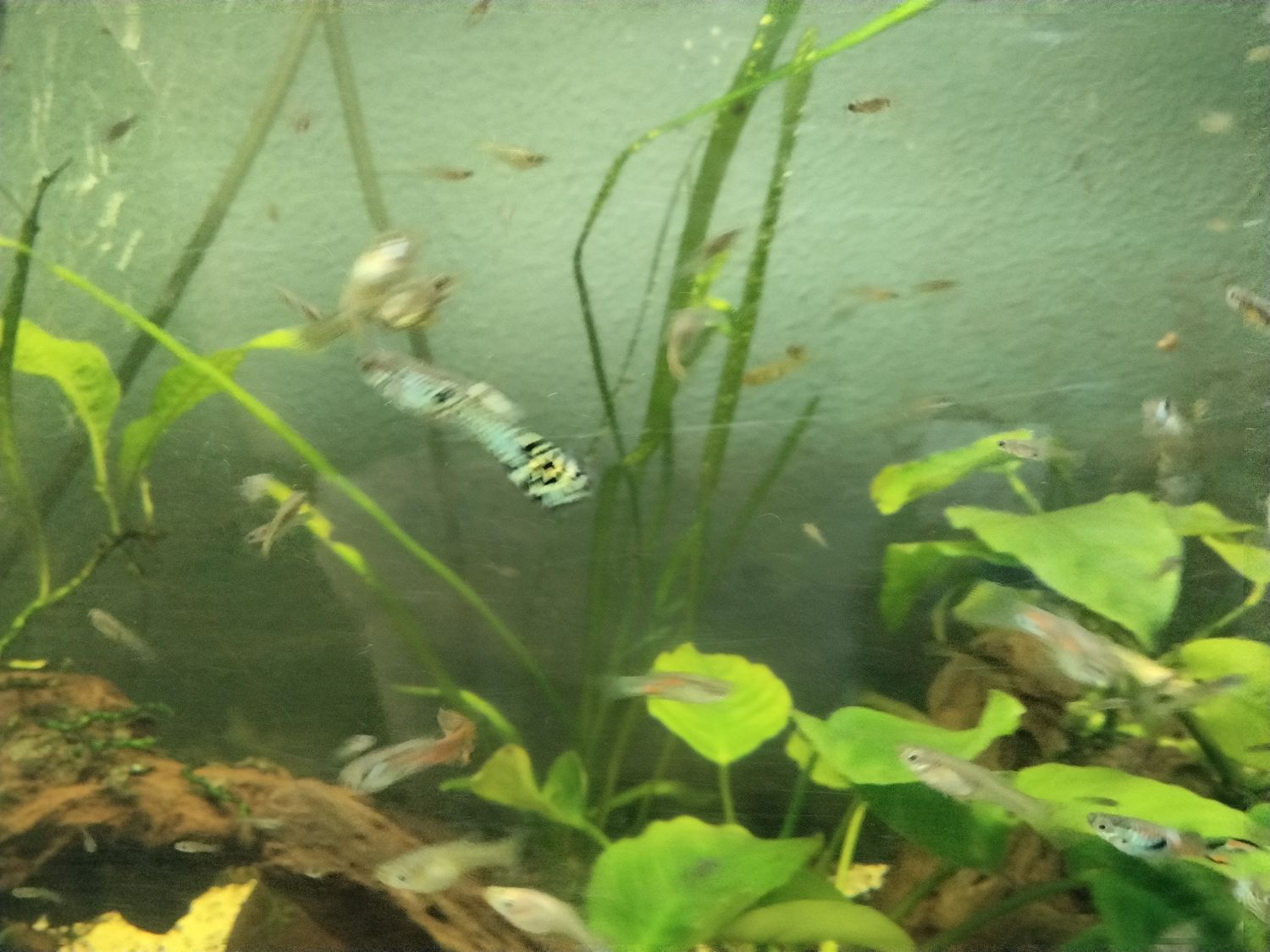 Snakeskin hybrid endlers trio