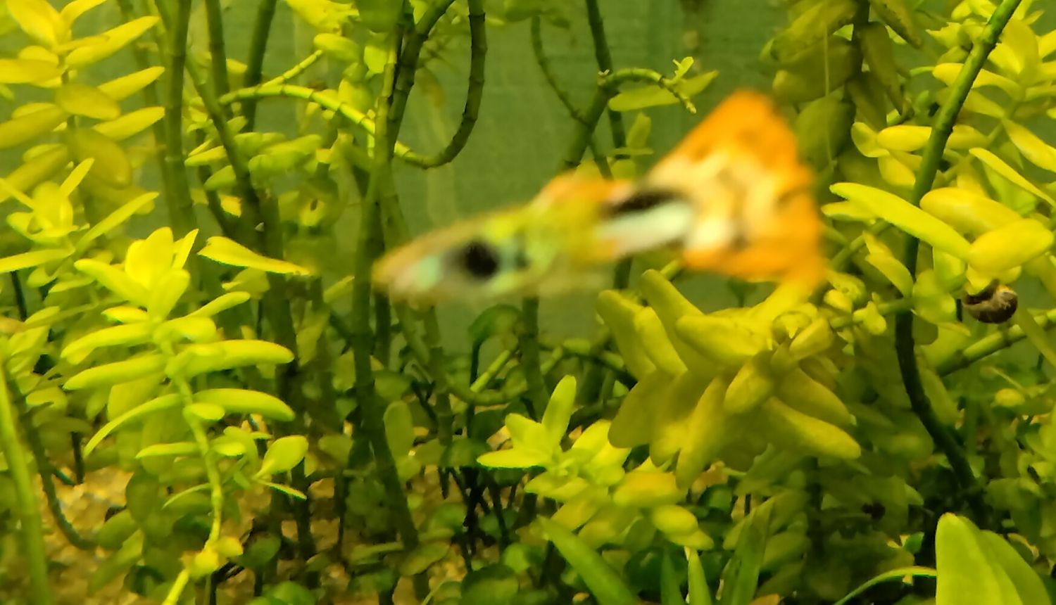 Snakeskin guppies pair