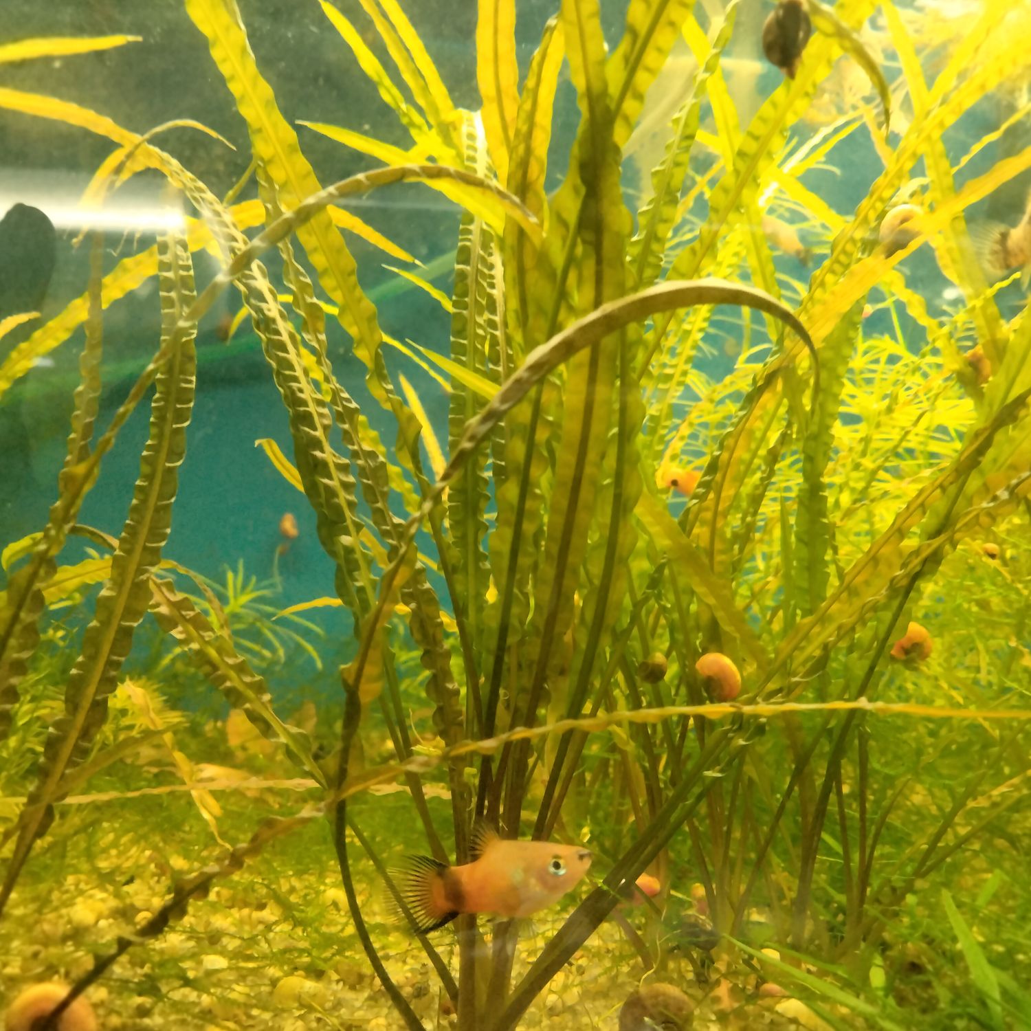 Cryptocorne Balansae