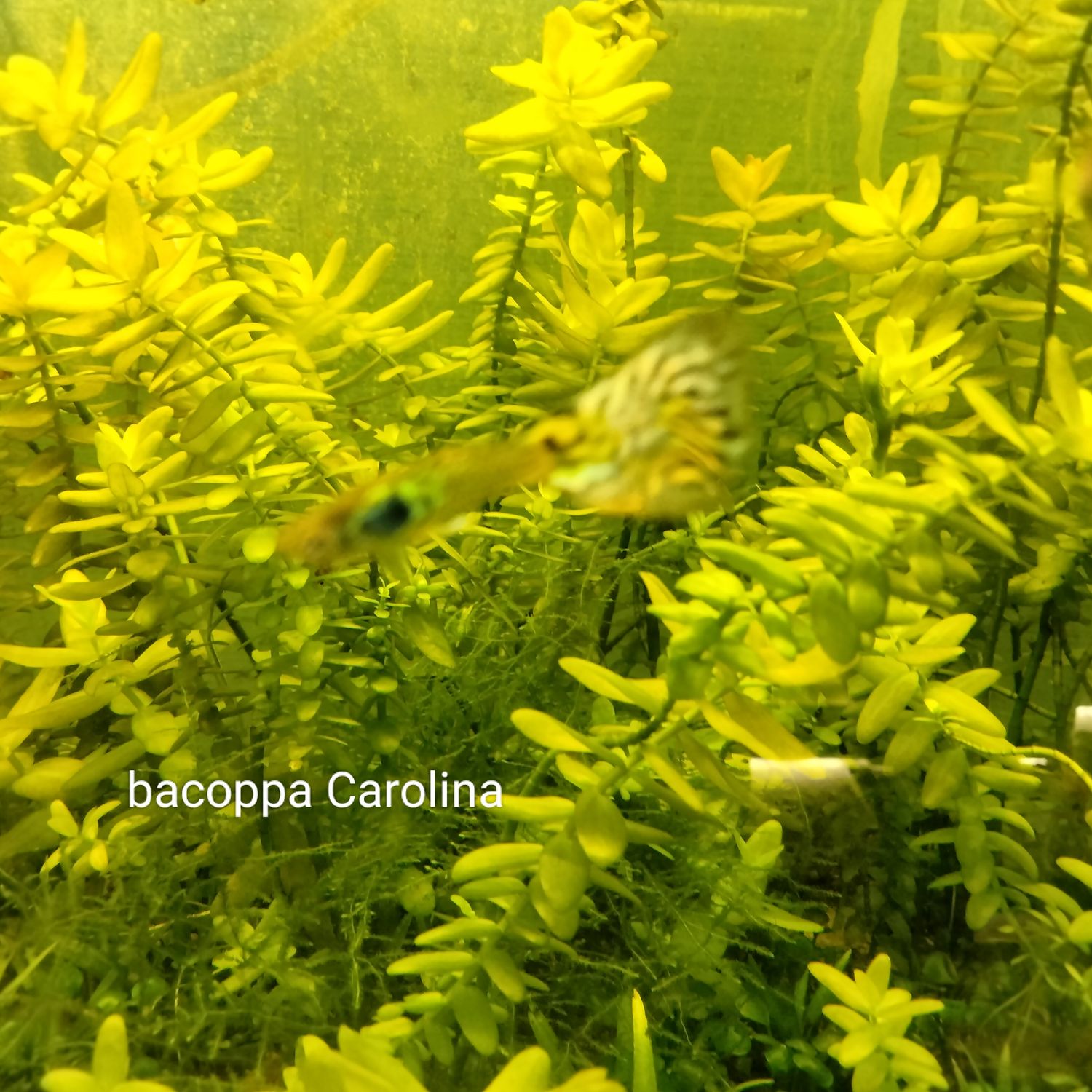 Bacoppa Carolina