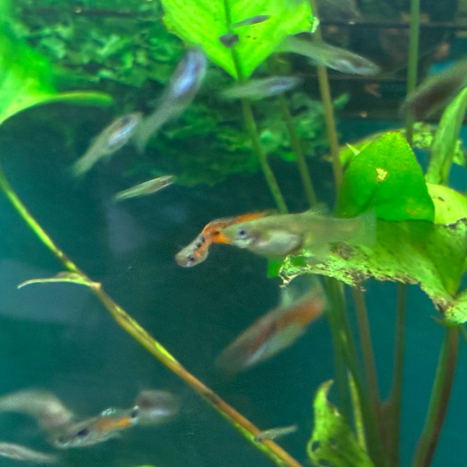 Mixed hybrid endlers  males / females 10 total