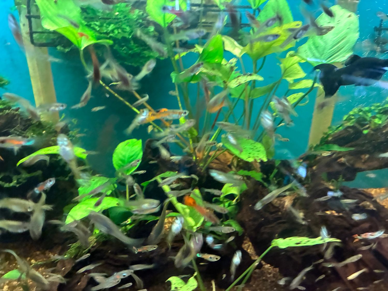 Mixed hybrid endlers  males / females 10 total