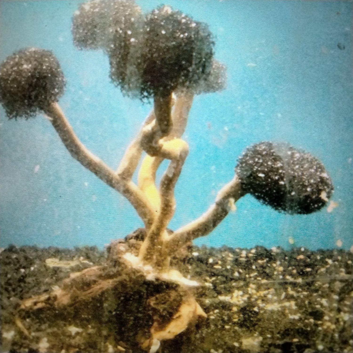 Bonsai tree nano size