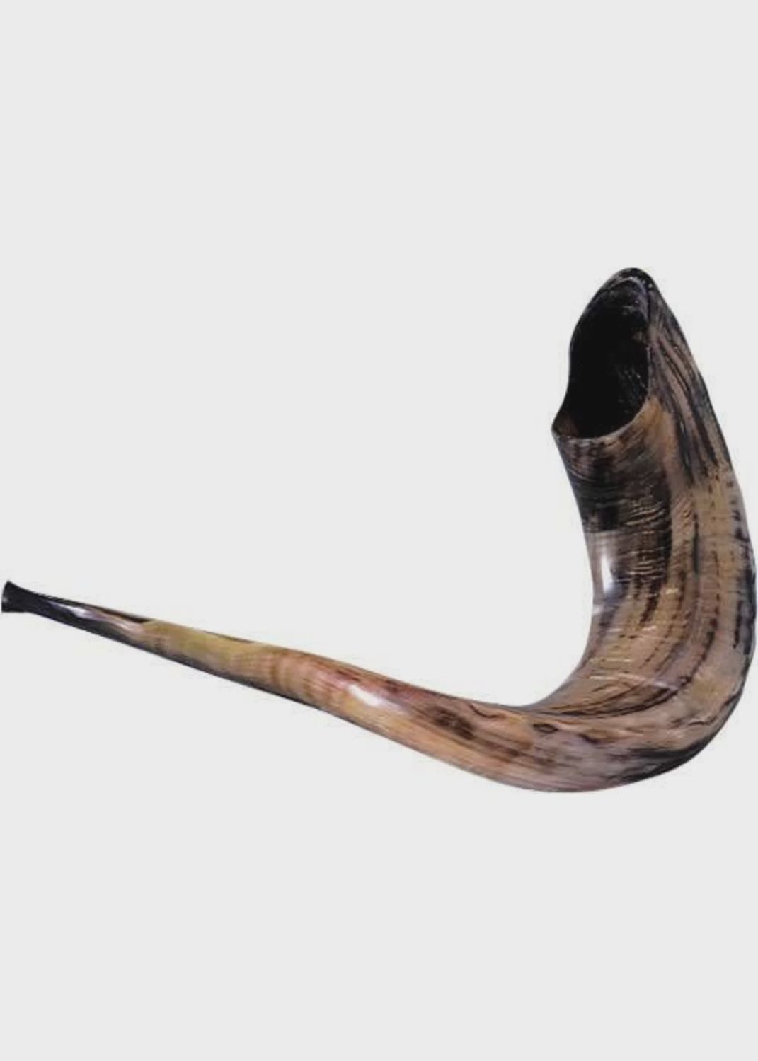 Shofar #5