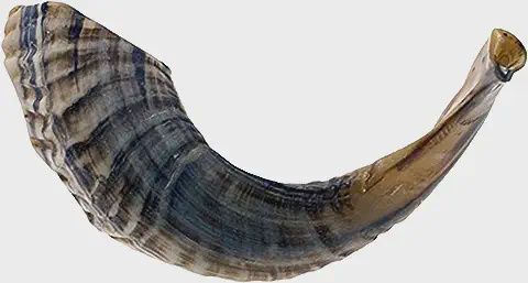 Shofar #6