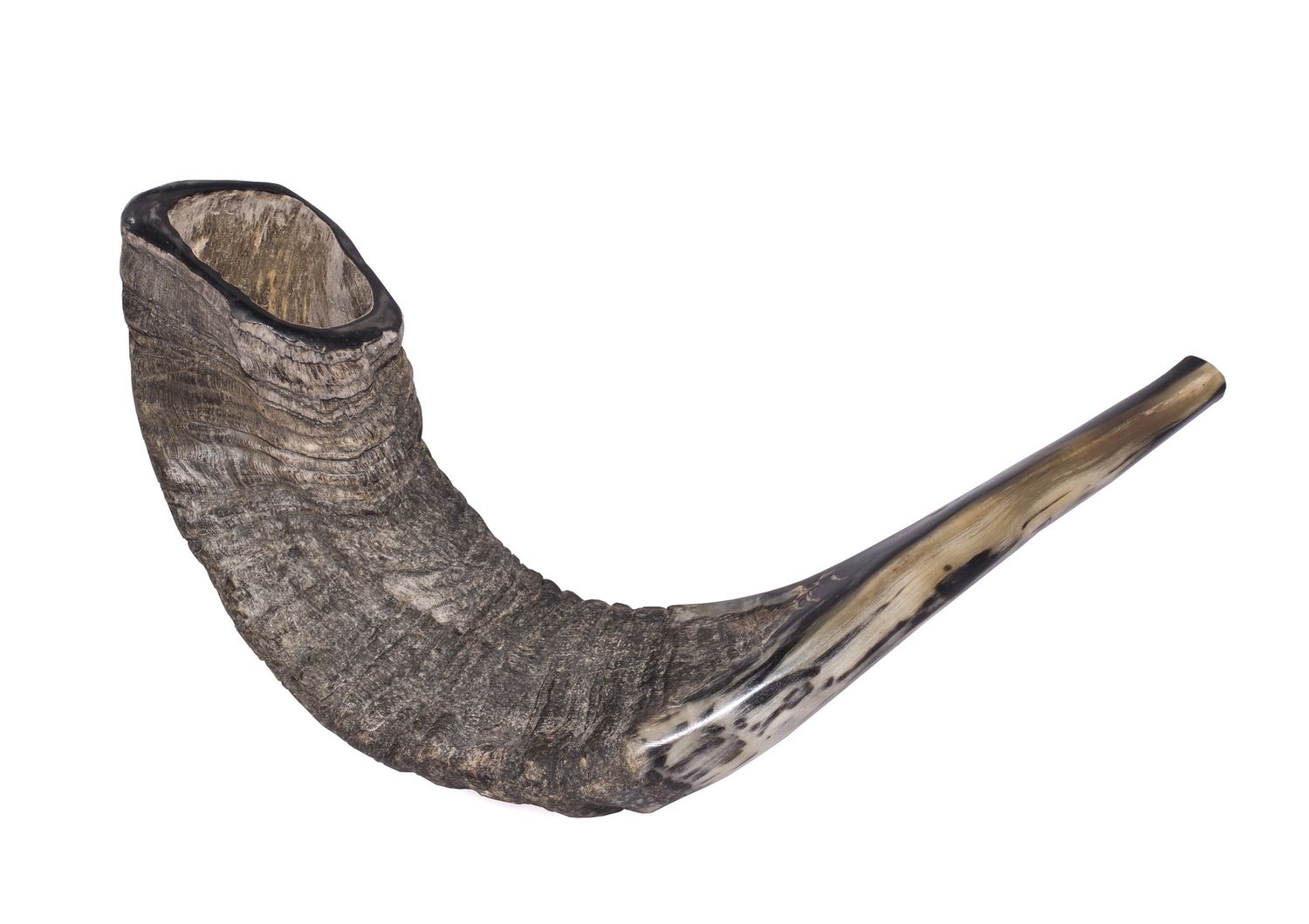 Shofar #3