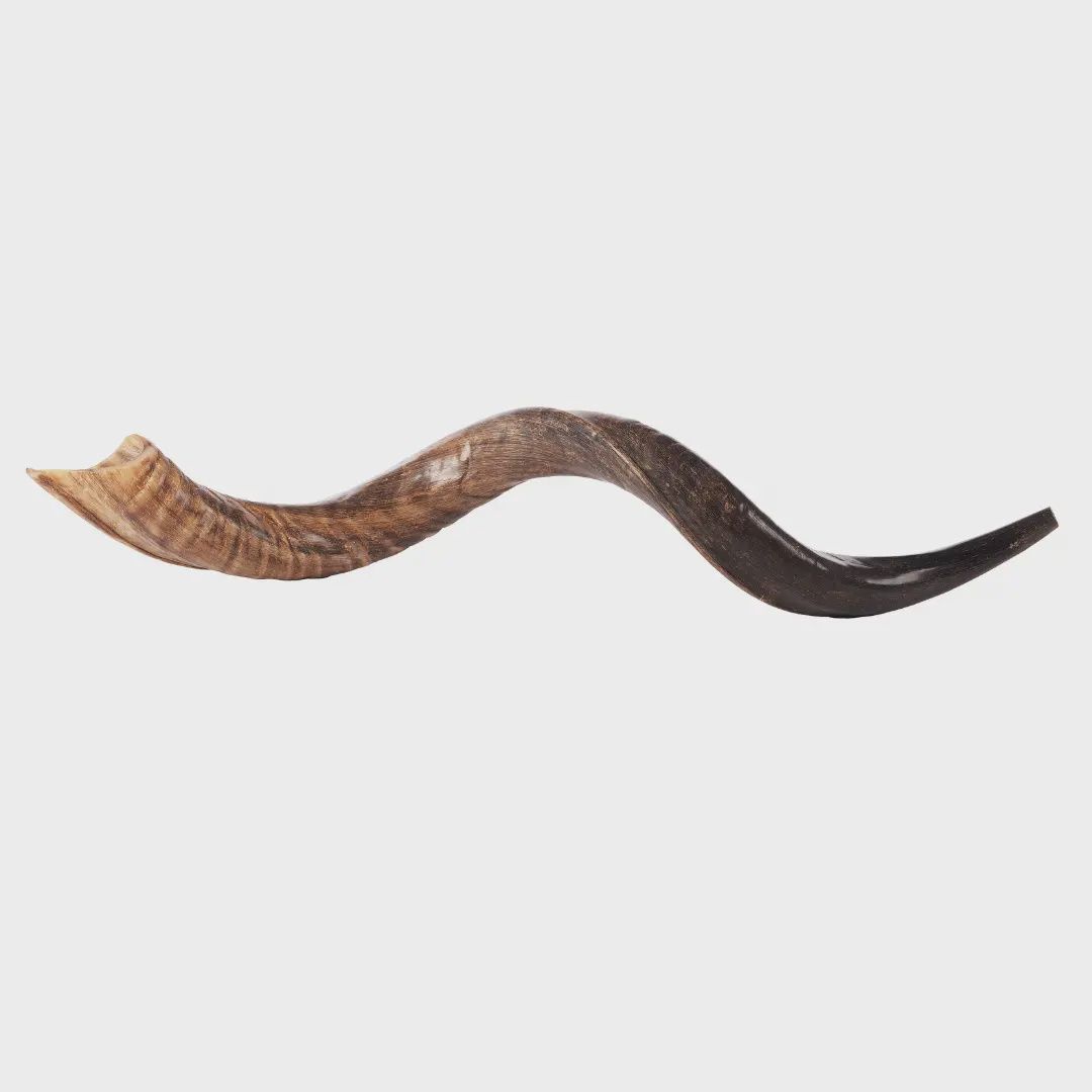 Kudu Shofar Size M