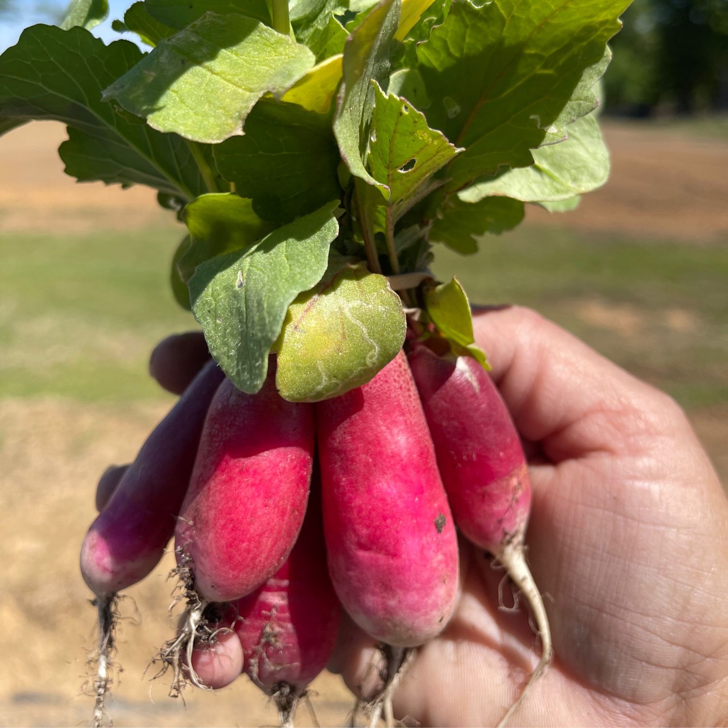 Radishes - Breakfast Radishes