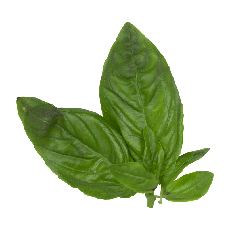 Basil