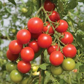 Tomatoes - Cherry 10 oz