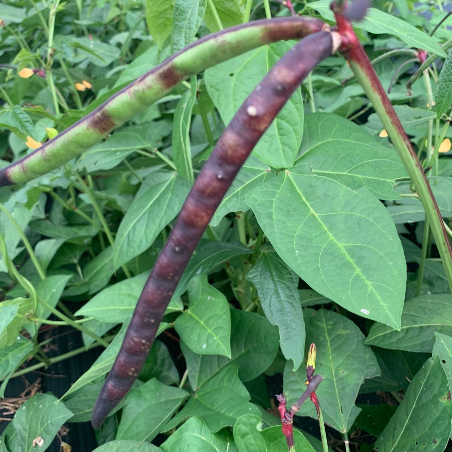 Peas - Pinkeye Purple Hull Peas (Unshelled)