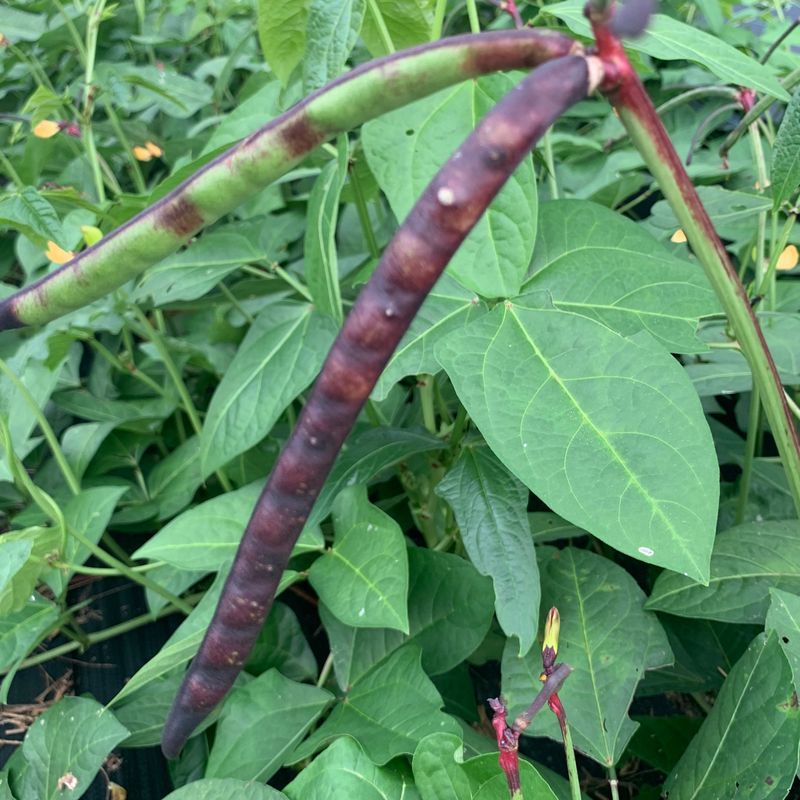 Peas - Pinkeye Purple Hull Peas (Unshelled)