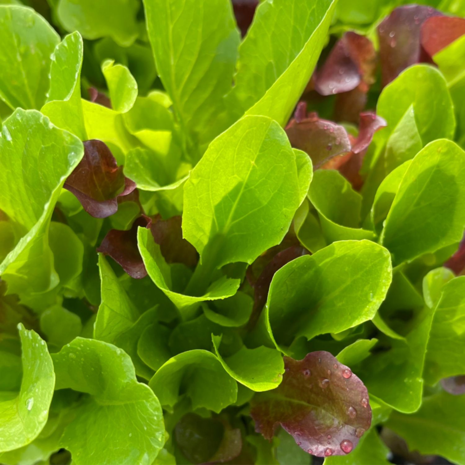 Lettuce Varieties
