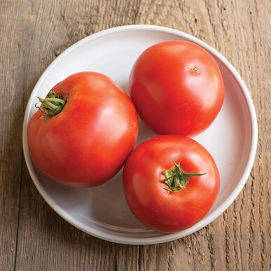 Tomatoes - Slicing