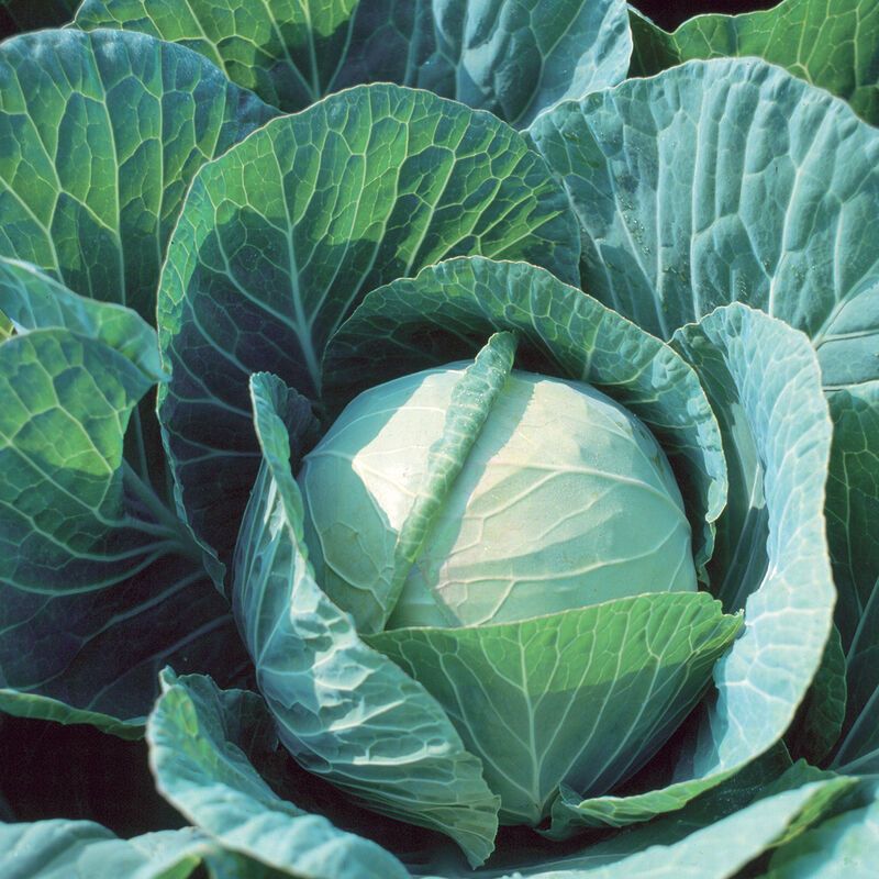 Cabbage