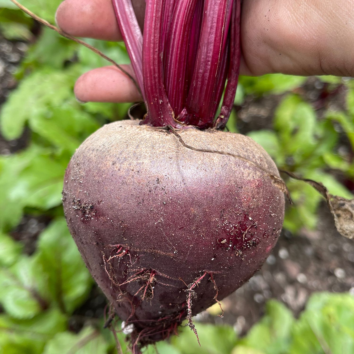 Beets