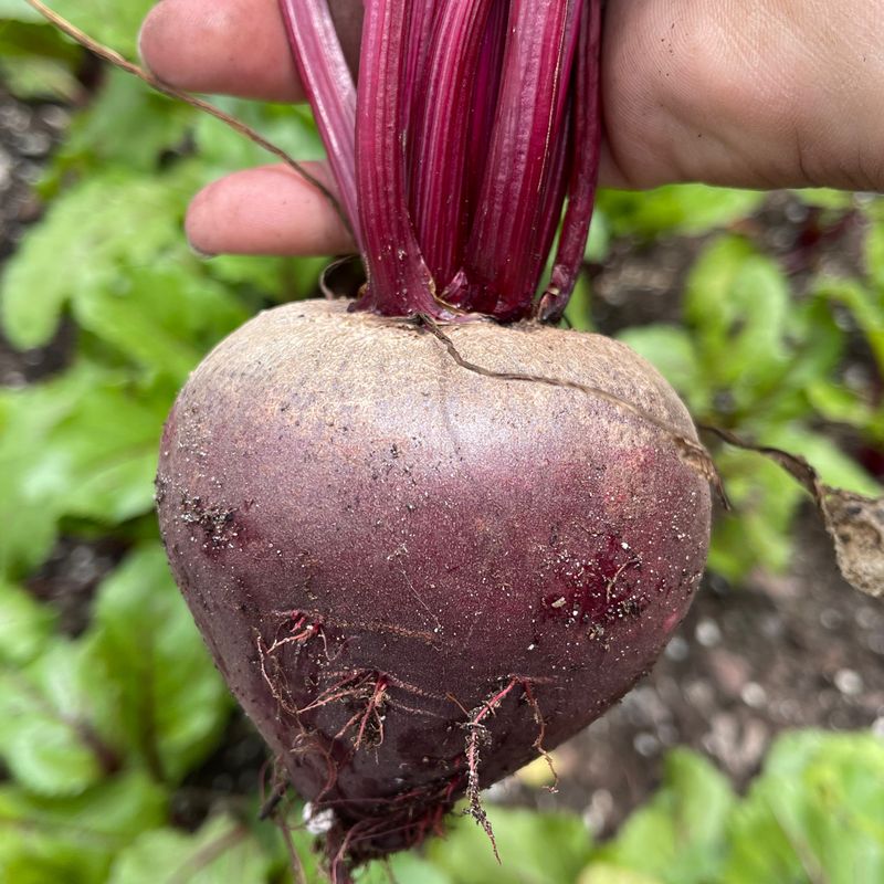 Beets