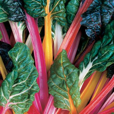 Swiss Chard