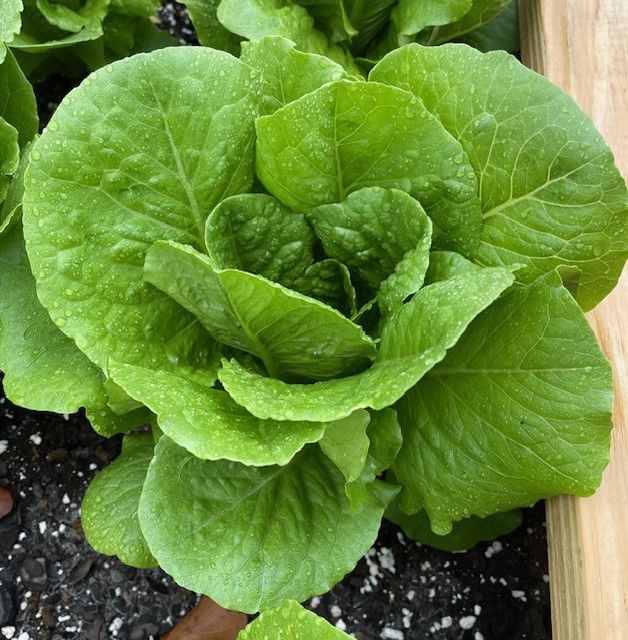 Lettuce Head