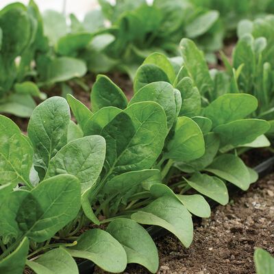 Spinach 5 oz.
