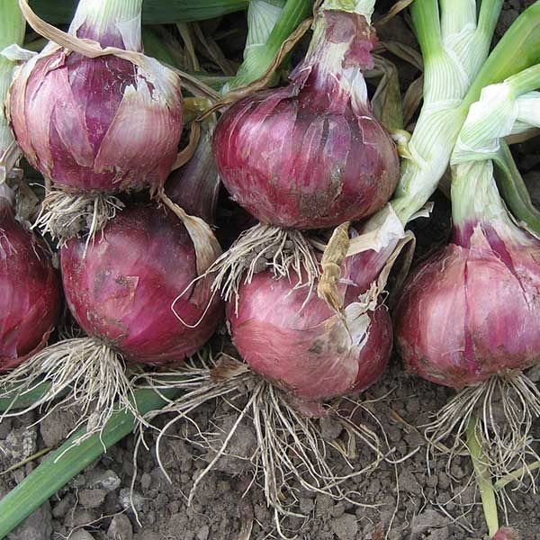Onions - Red