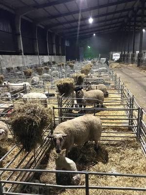 Breeding &amp; Rearing