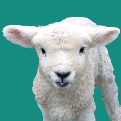 Lambing List