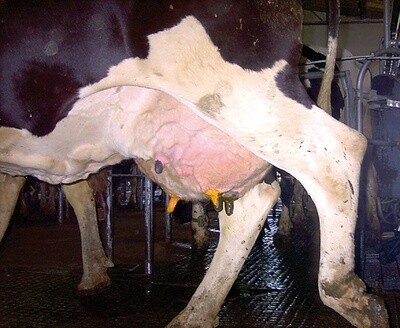 Hoof Care