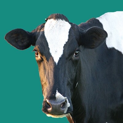 Cattle and Calves