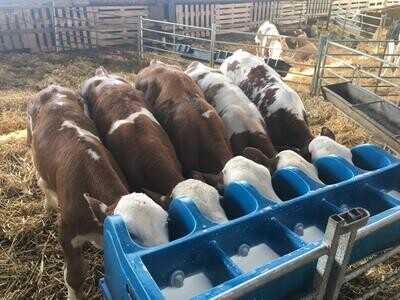 Milk Replacers