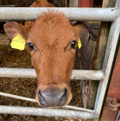 Calf Care
