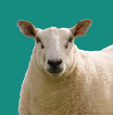 Sheep and Lambs