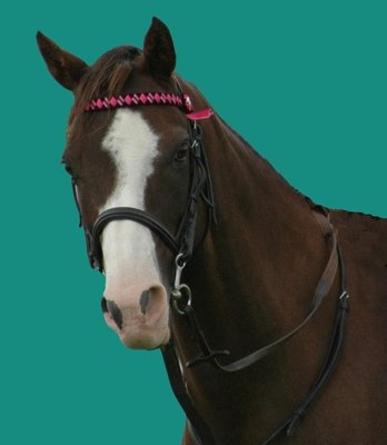 Horse Supplies