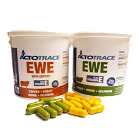 Actotrace Ewe Bolus