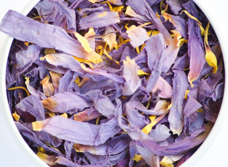 Bear Blend - Blue Water Lily